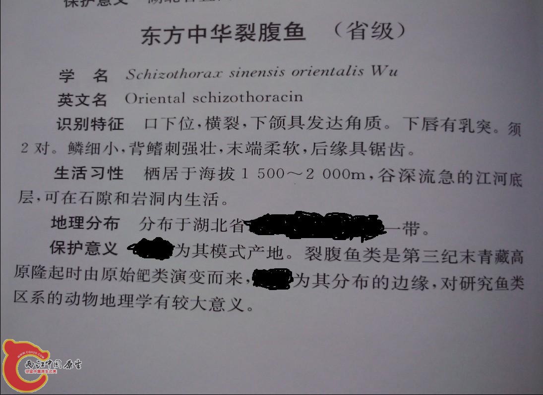 裂腹鱼说明.JPG
