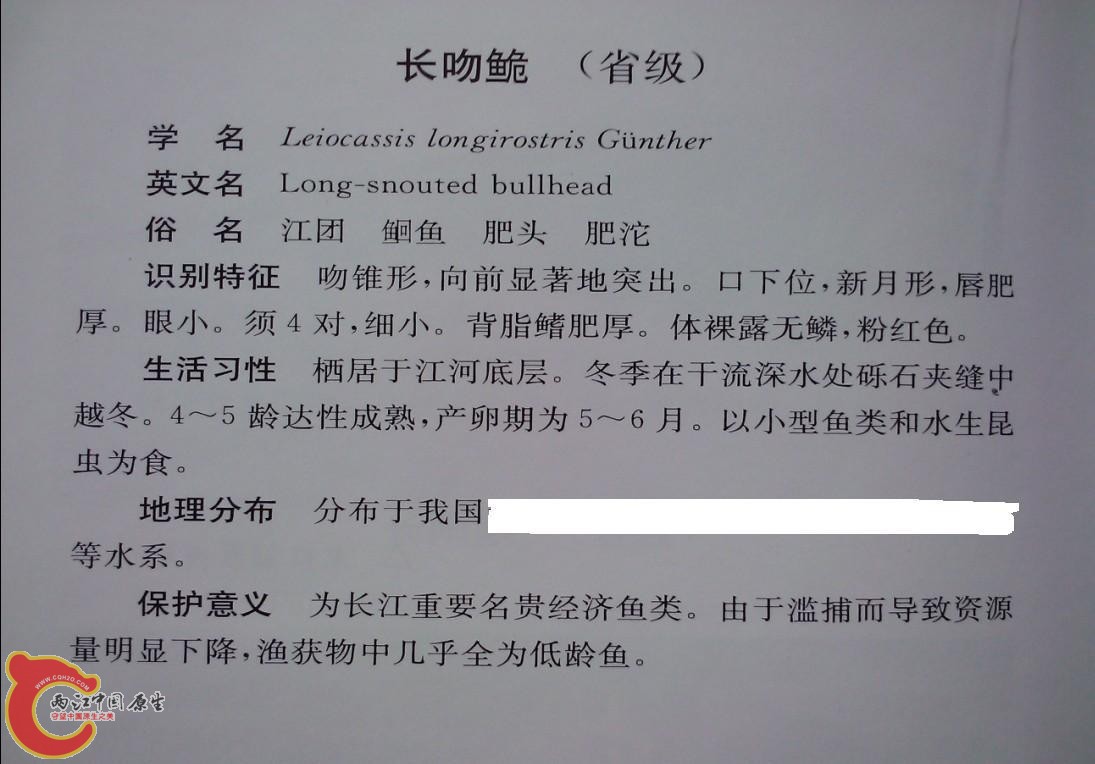长吻危说明.JPG