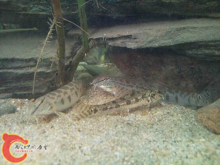 照片2667.jpg