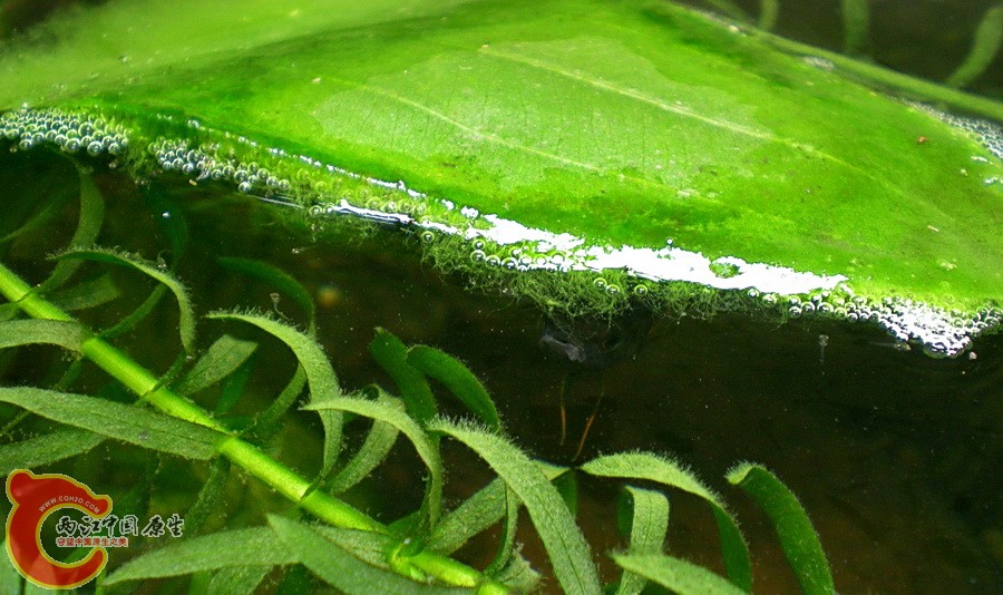 DSCN4780.JPG