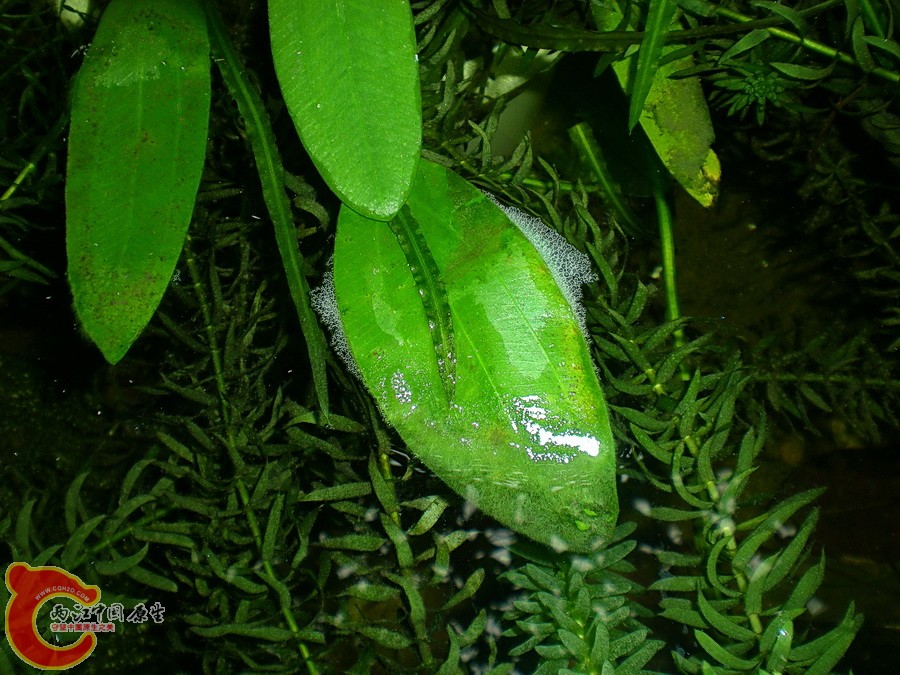 DSCN4792.JPG