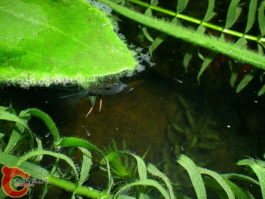 DSCN4806.JPG