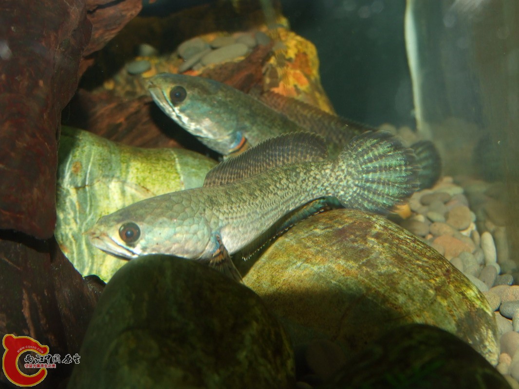 DSCF0931.jpg
