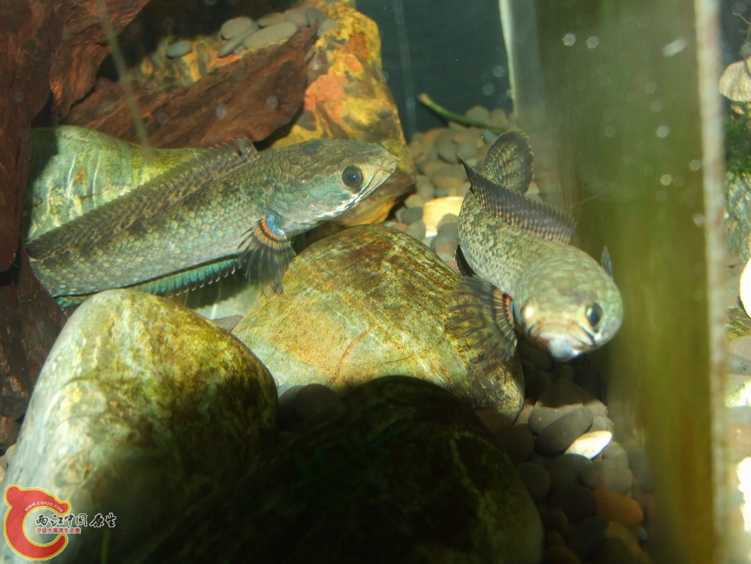 DSCF0955.jpg