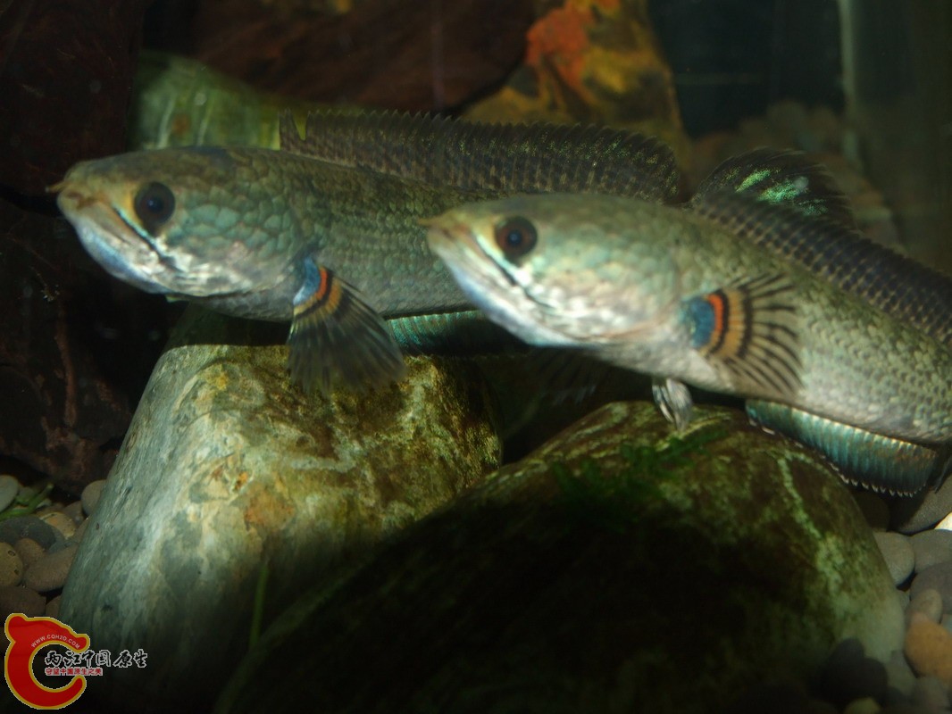 DSCF0975.jpg