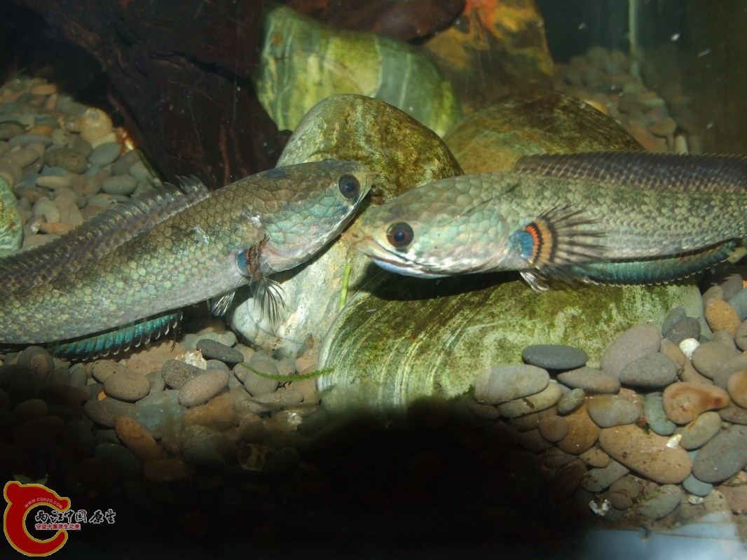 DSCF0977.jpg