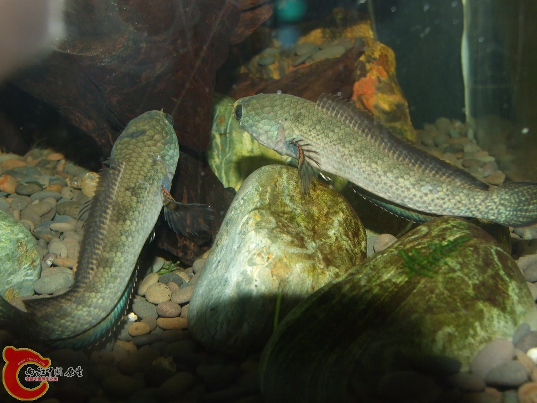 DSCF0979.jpg