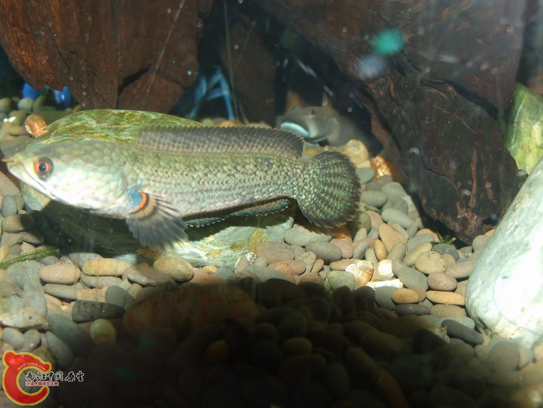 DSCF0986.jpg