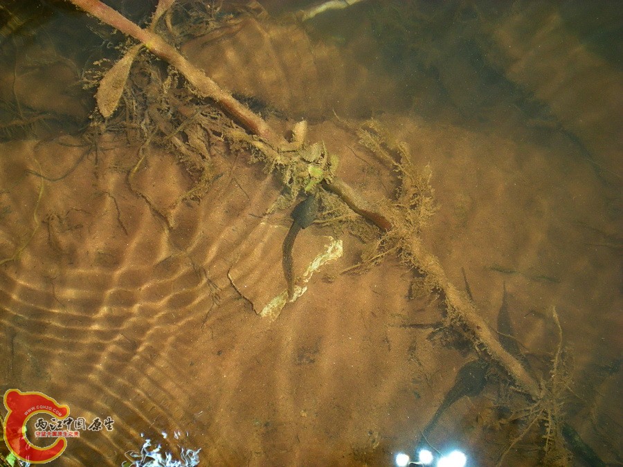 DSCN4857.JPG