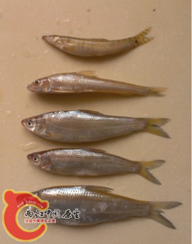 鱼2.jpg