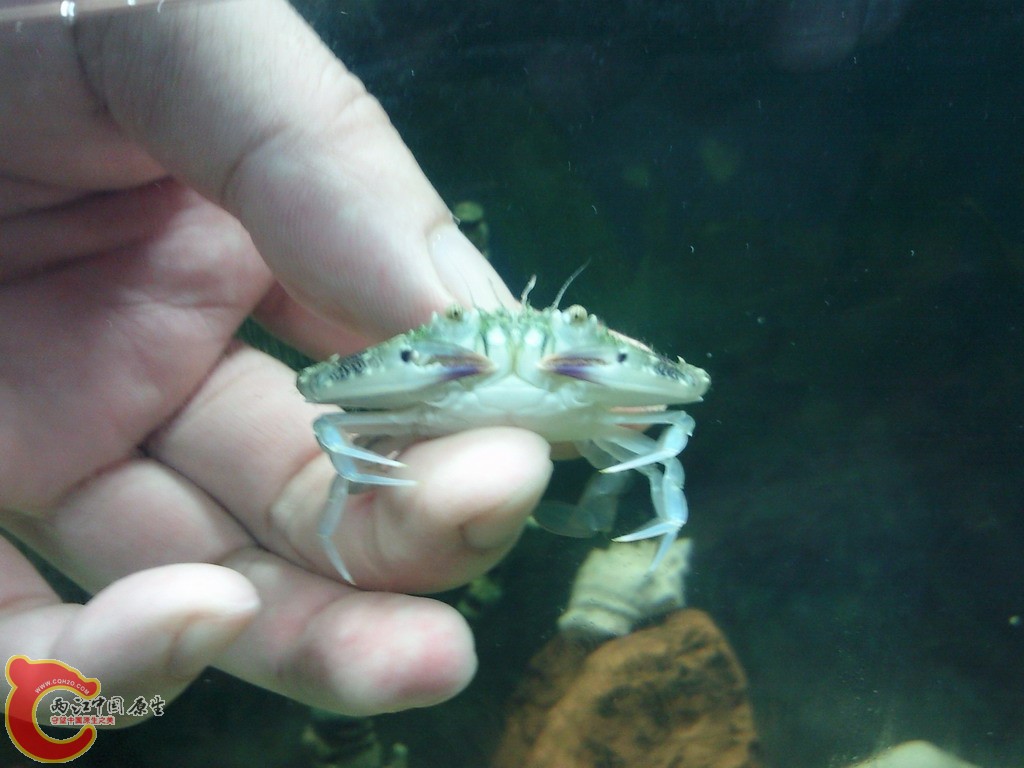 梭子蟹