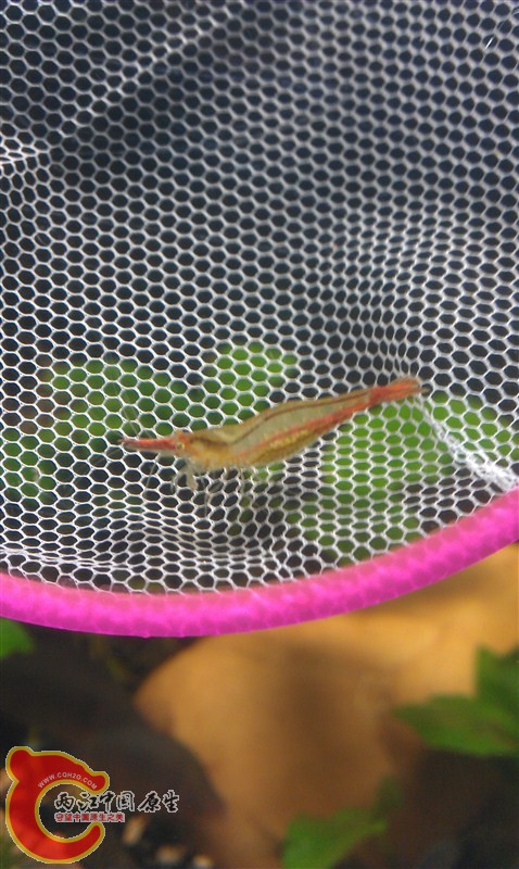 就是这个虾，头尾都是红，挺可爱