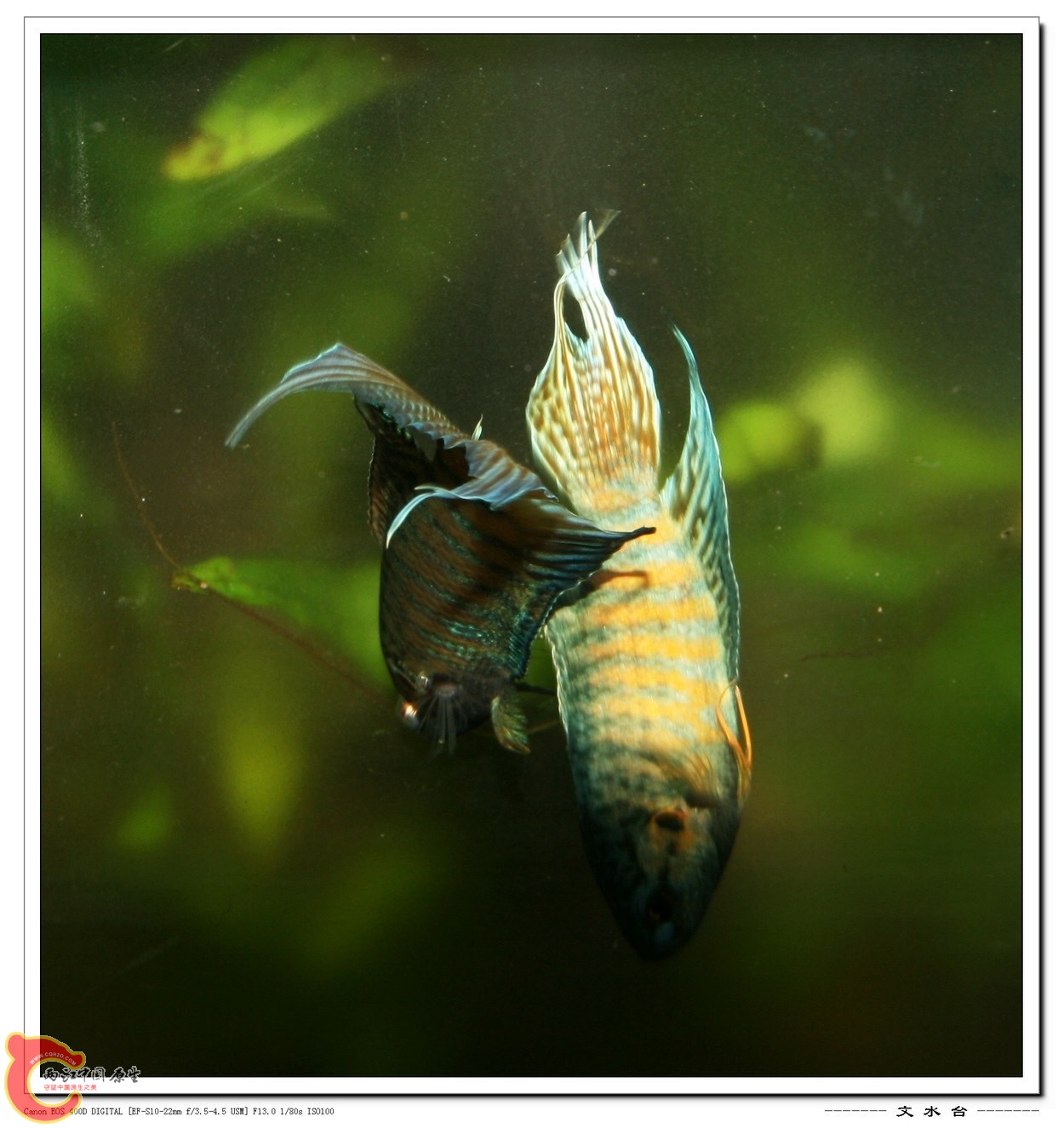 照片 008.jpg