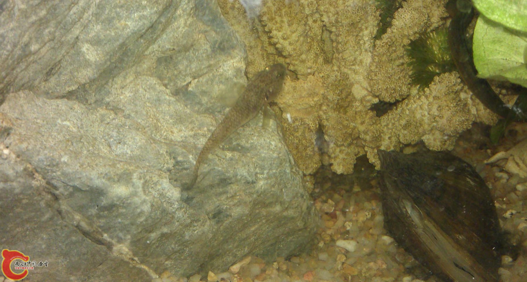 IMAG0950.jpg