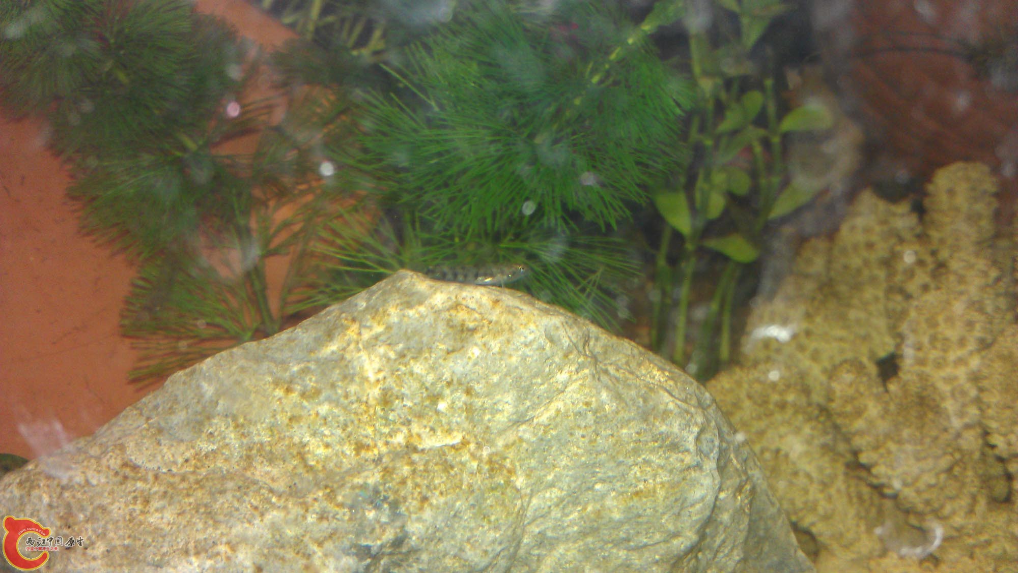IMAG0951.jpg