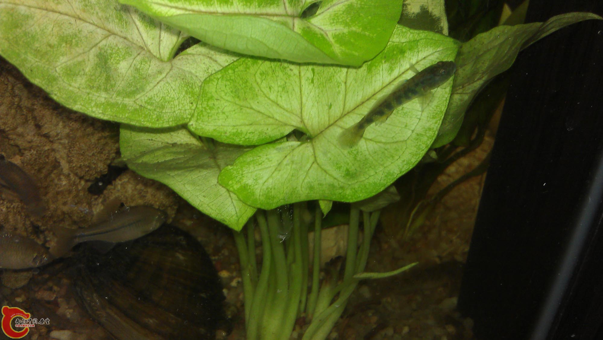 IMAG0954.jpg