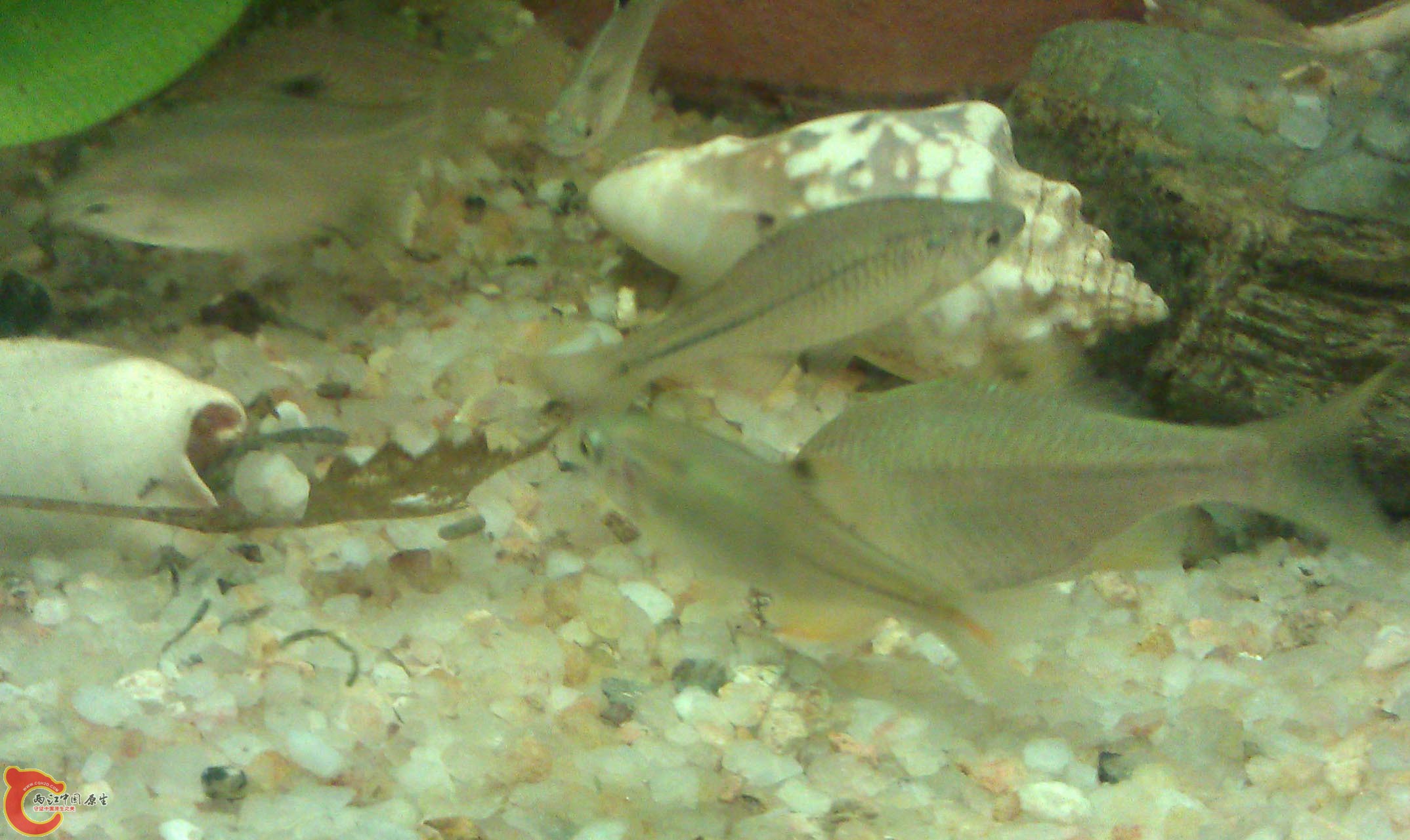 IMAG0929.jpg