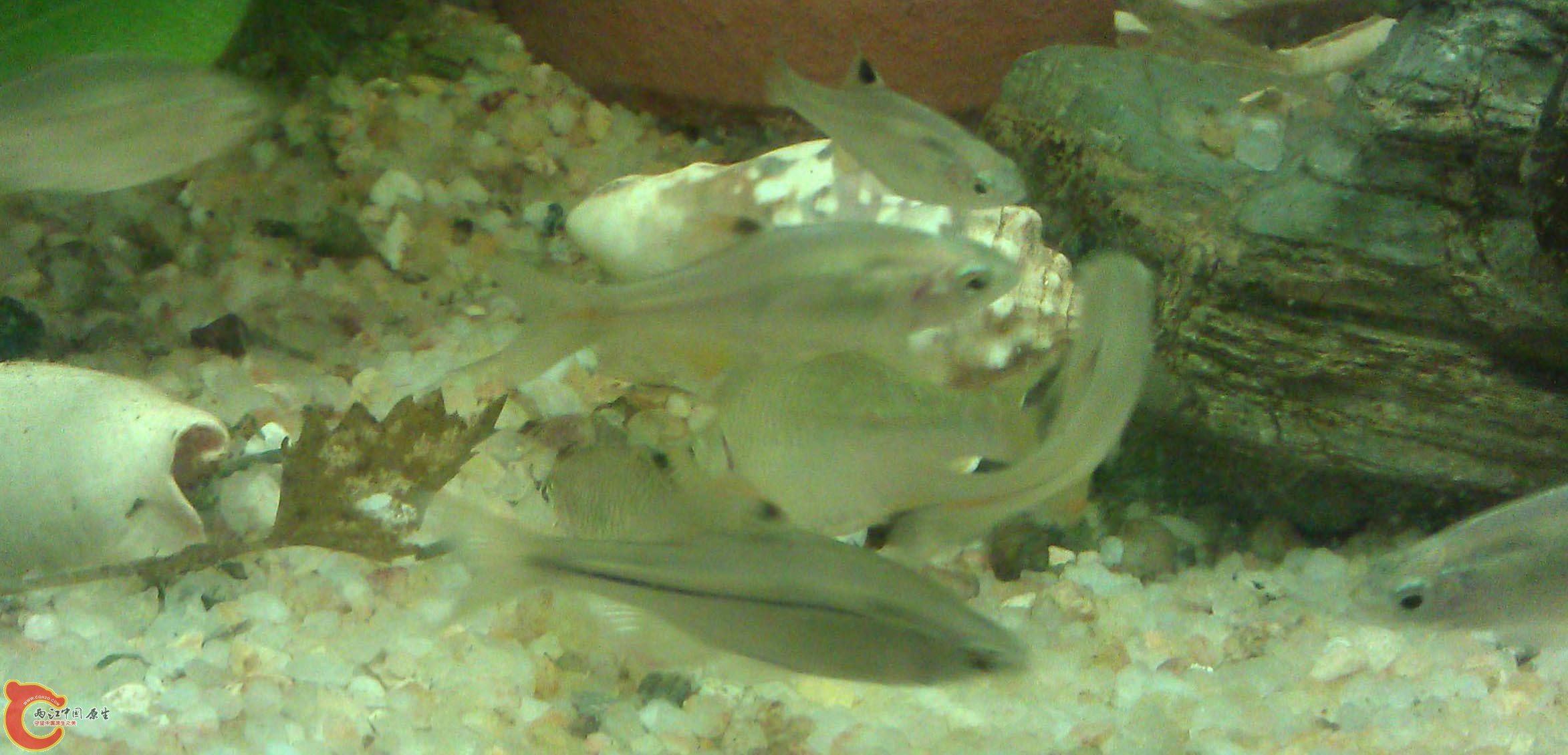 IMAG0930.jpg