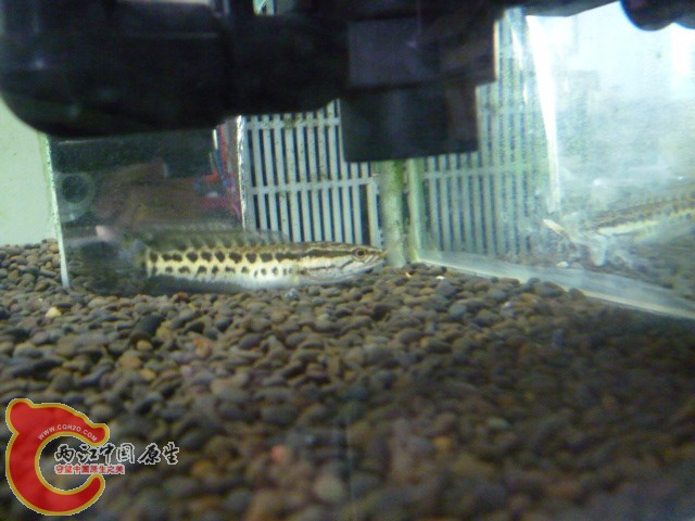 P1060589.JPG