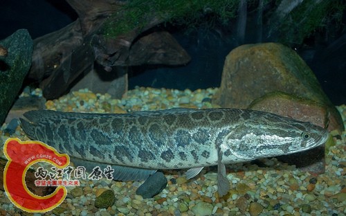 Channa argus warpachowskii.jpg