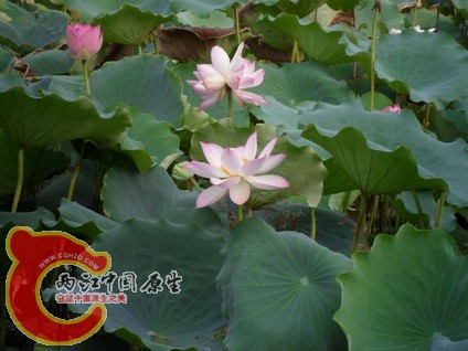荷花开得正艳