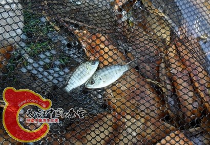 罗非