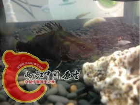 小红纹翘嘴1.jpg