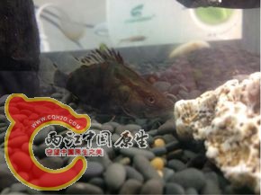红纹2.jpg