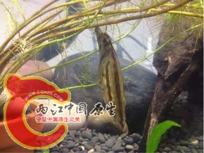 红纹开食了.jpg