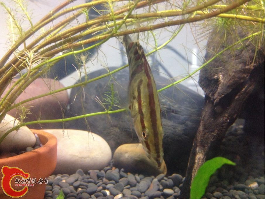 红纹开食了.jpg