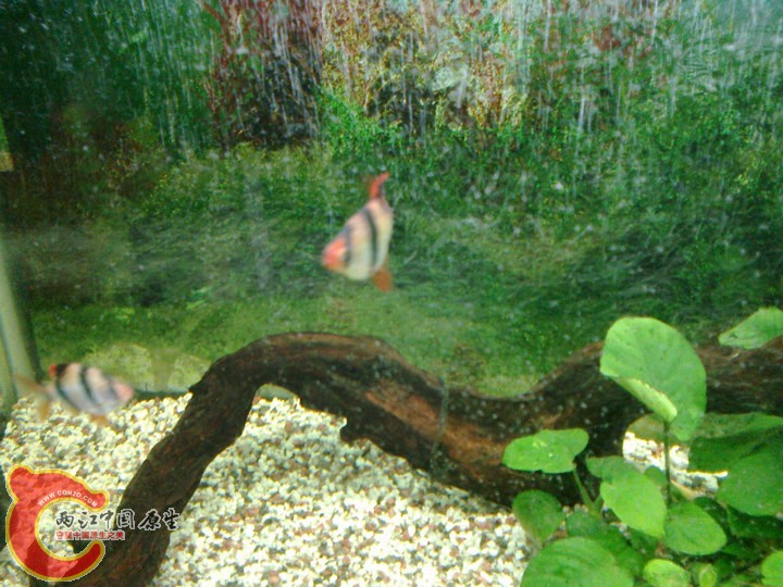 large_u9fI_3b1100001b42125f.jpg