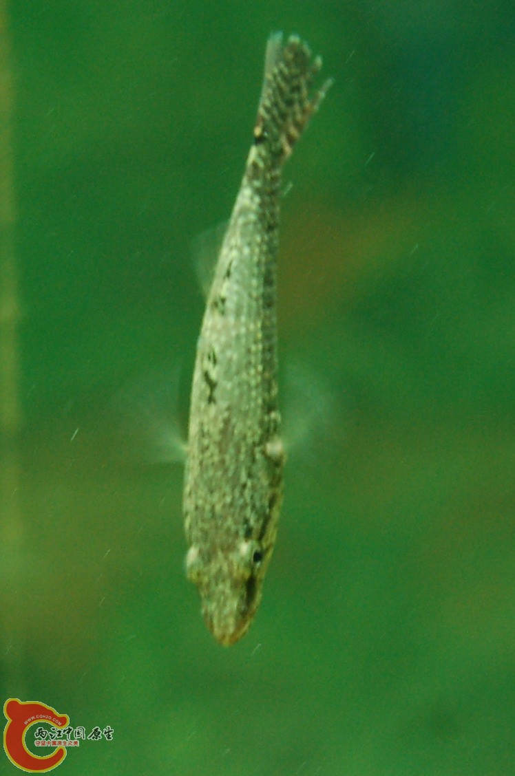 DSC_0034.JPG
