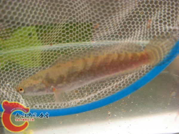 conew_dscn3424.jpg