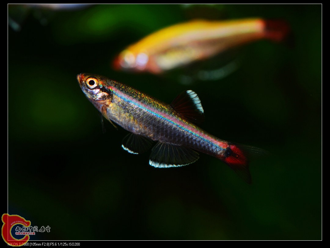 DSC_6017.jpg