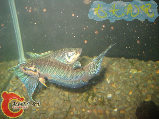 IMG_1575.jpg
