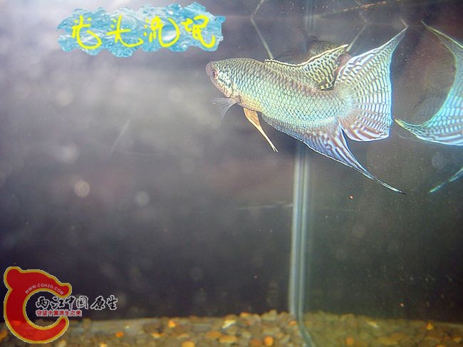新一代彩虹加水印.jpg