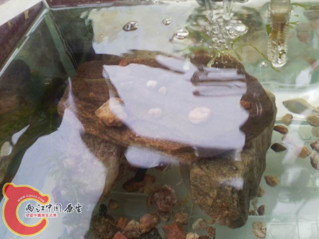 调整大小 IMG_20120725_125523.jpg