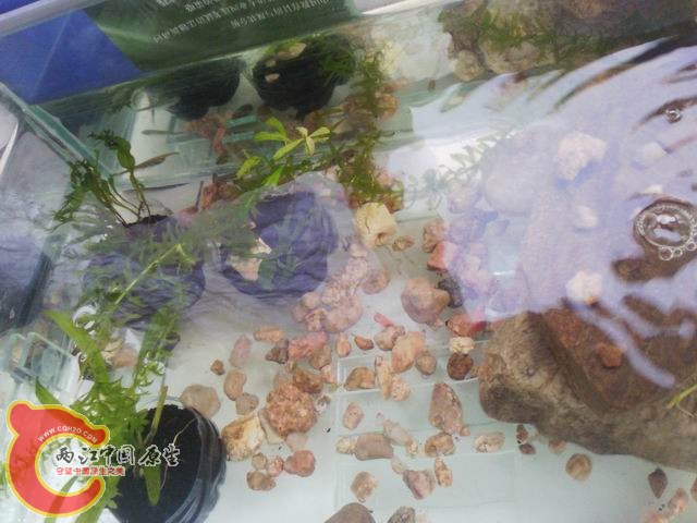 调整大小 IMG_20120725_125533.jpg