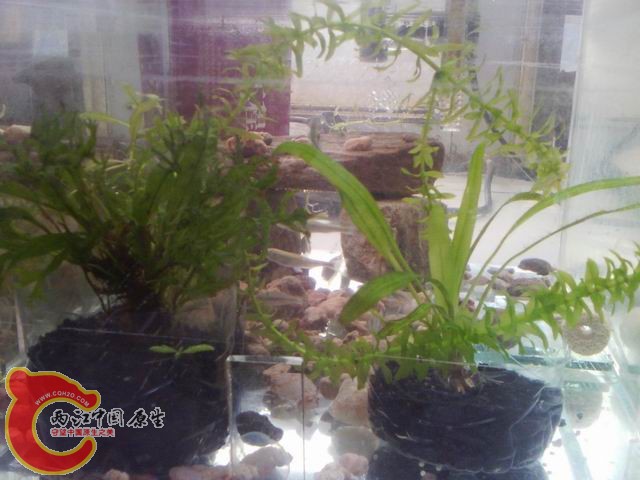 调整大小 IMG_20120725_125618.jpg