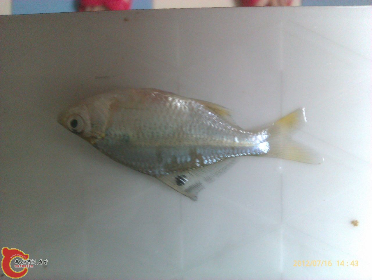 请问这是什么旁皮