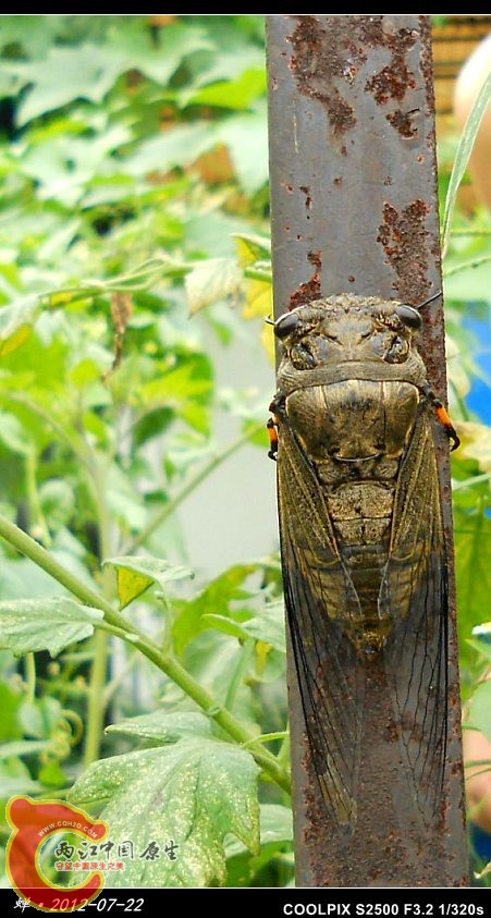 蝉_2012-07-22.jpg