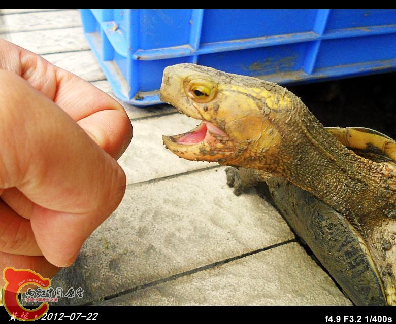 黄缘_2012-07-22_01.jpg