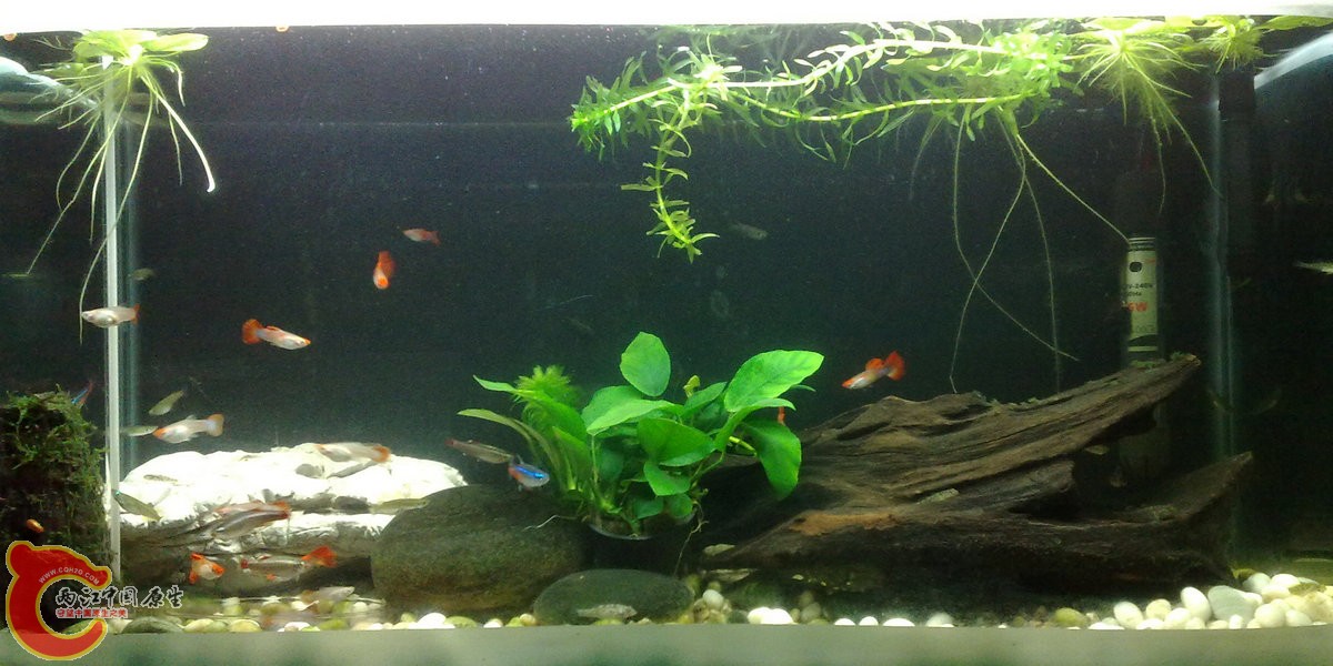 600的缸打扫一下卫生