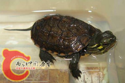 搜狗截图120728_1.jpg