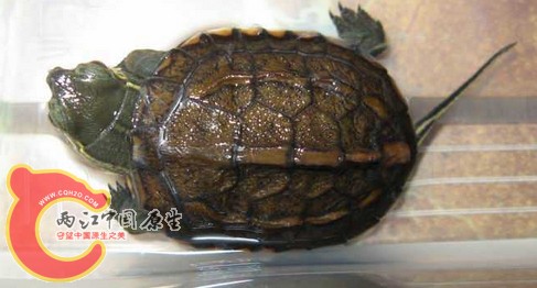 搜狗截图120728_2.jpg