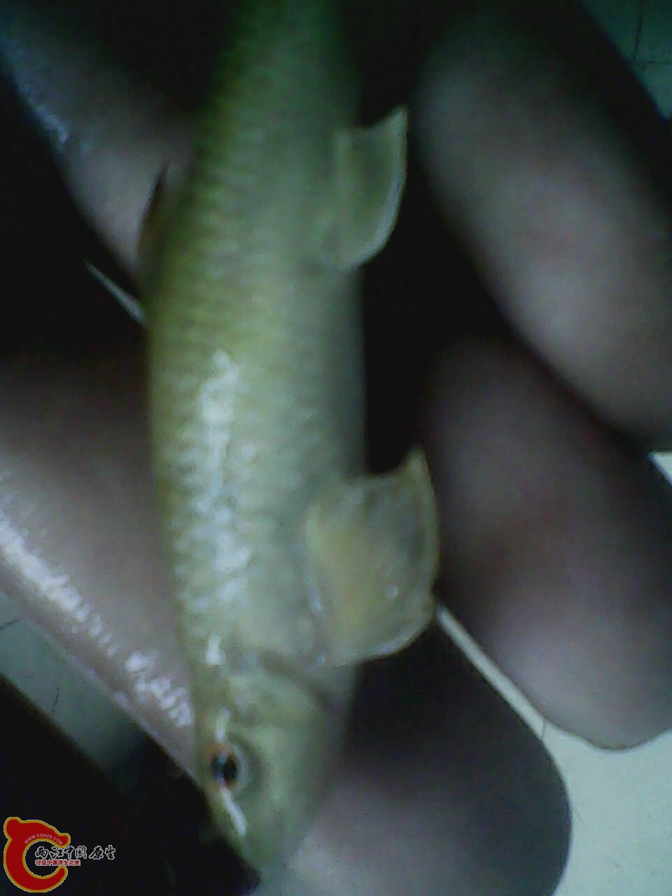 img0726_164659468.jpg