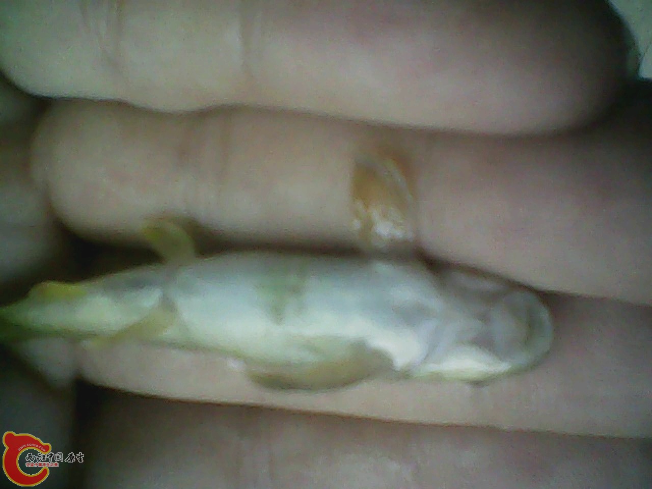 img0726_165035511.jpg