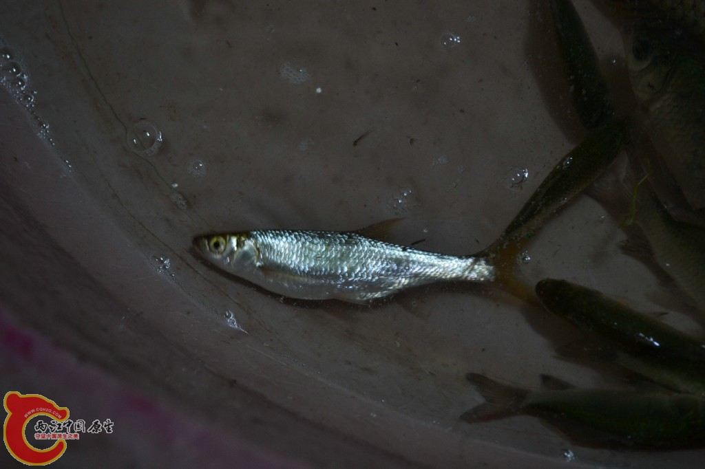 conew_20120730-641.jpg