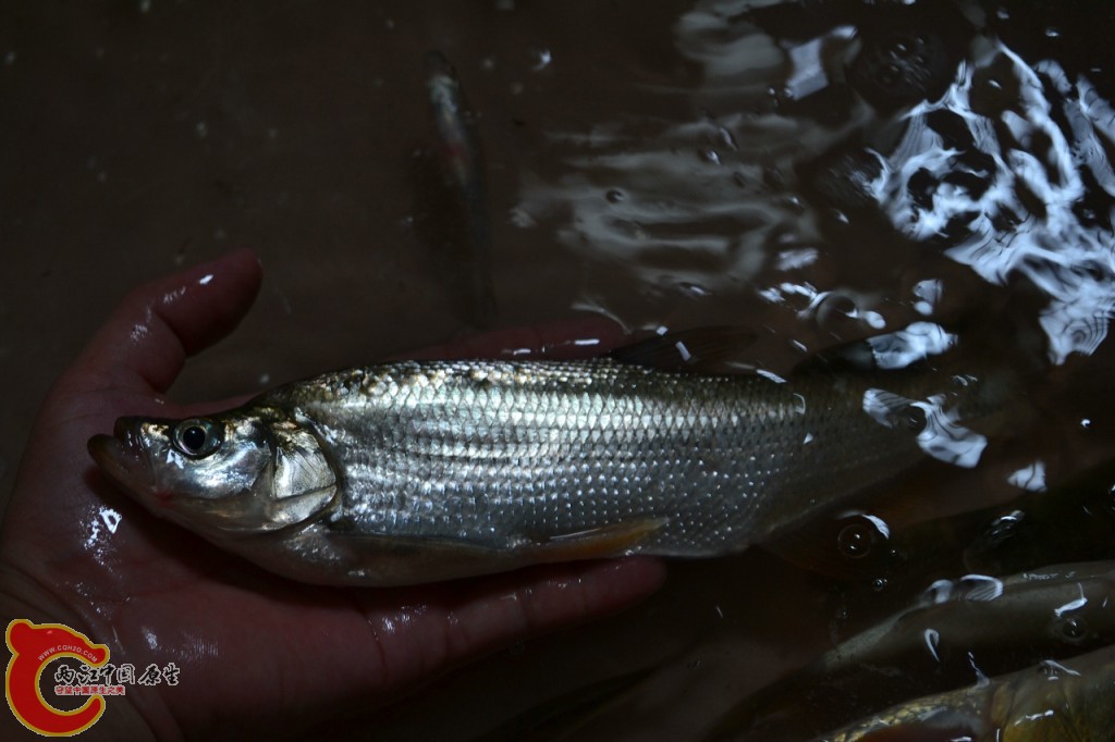 conew_20120730-642.jpg