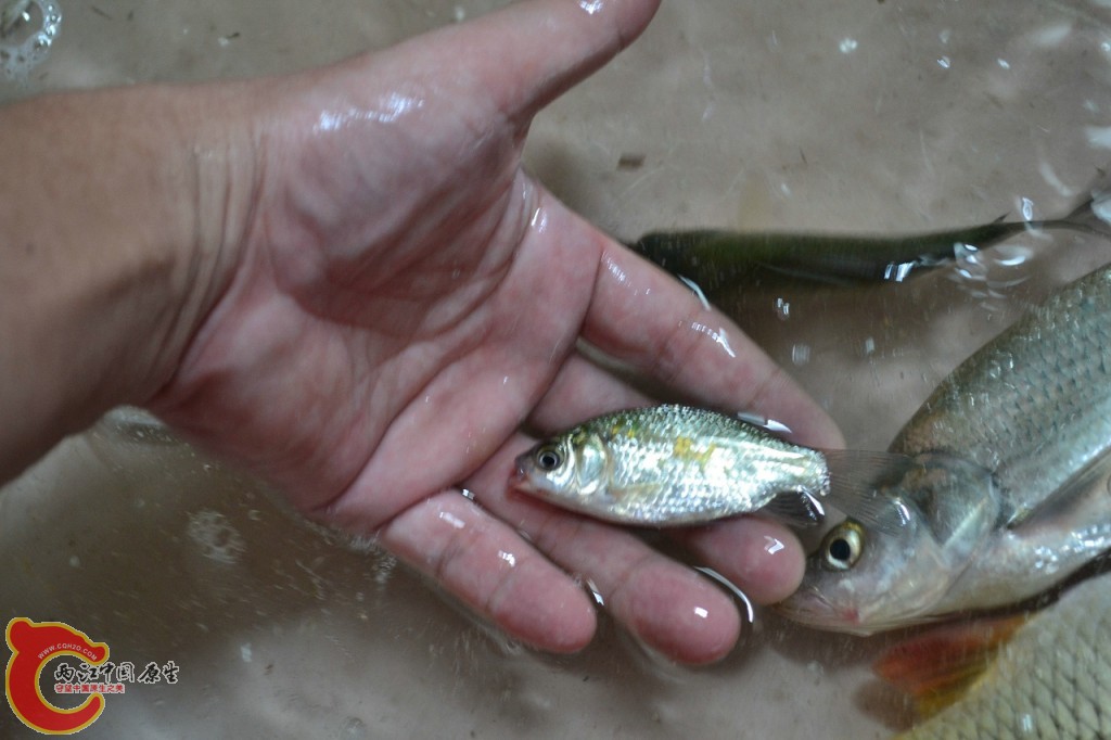 conew_20120730-643.jpg